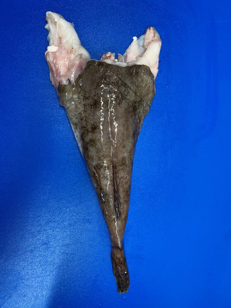 Monk Fish Tails [500-1kg] – Albatross Fisheries