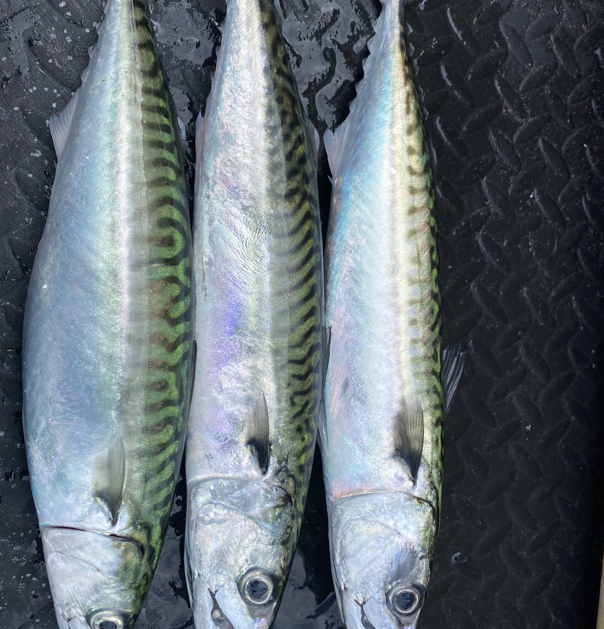 Mackerel Line Caught