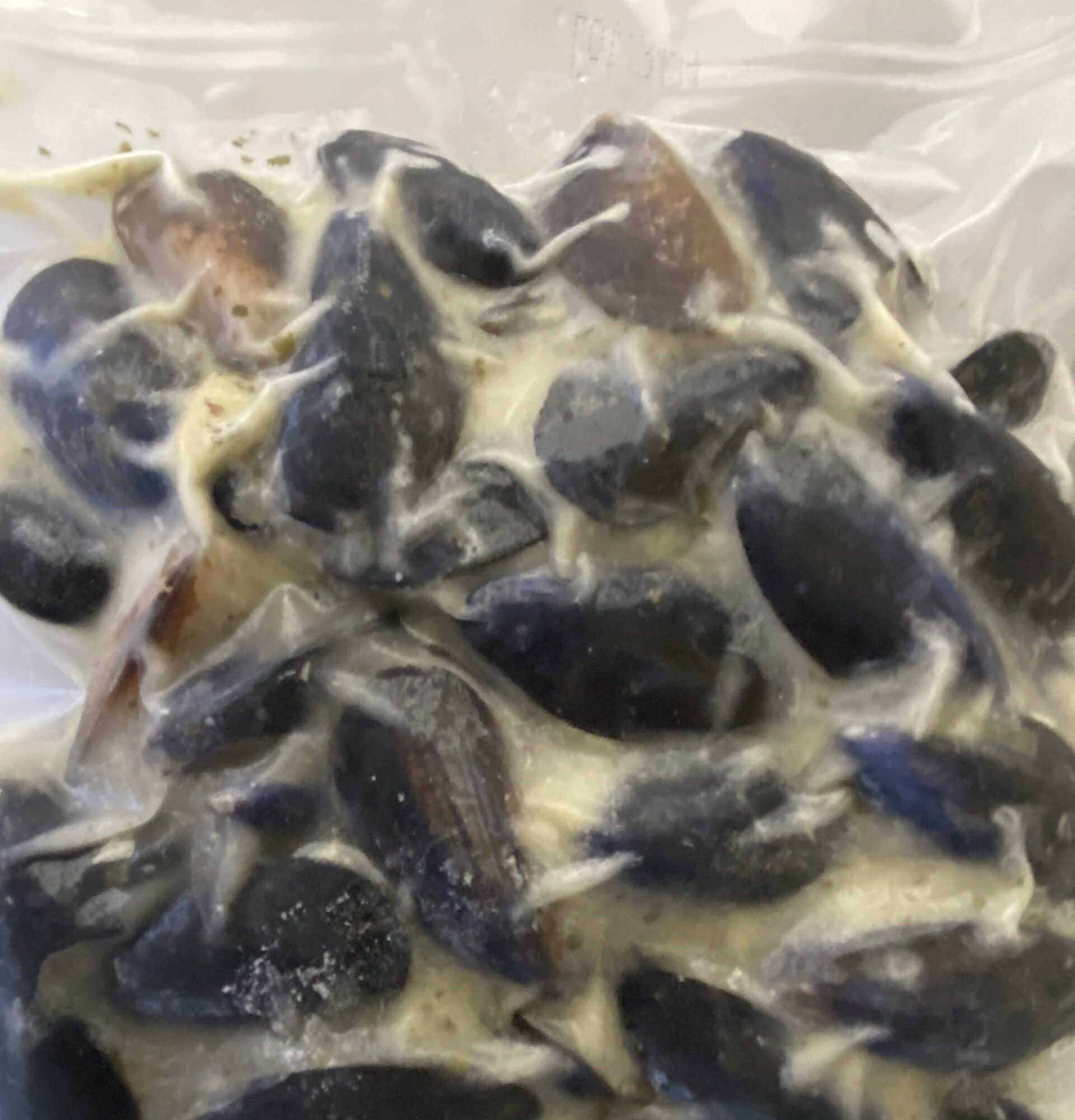 Mussels Mariniere